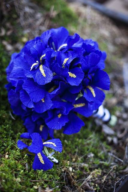 7 Elegant Bouquet Flowers and Their Meanings Iris Wedding Bouquet