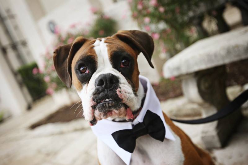 7 Dogs in Tuxedos for Weddings