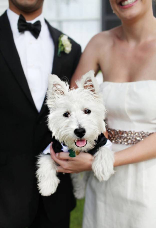 7 Dogs in Tuxedos for Weddings