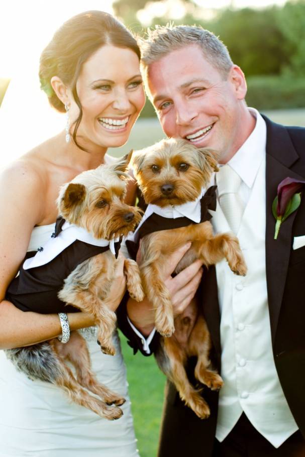 7 Dogs in Tuxedos for Weddings