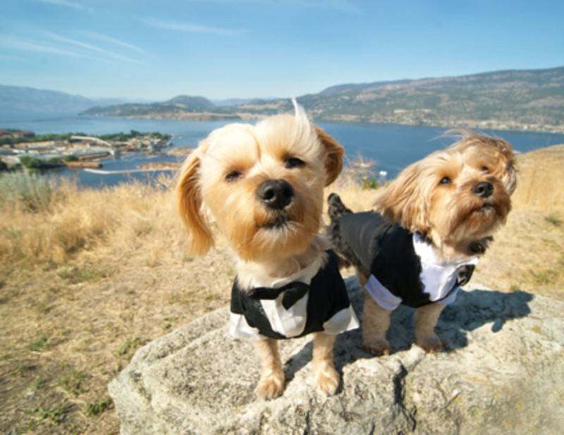 7 Dogs in Tuxedos for Weddings
