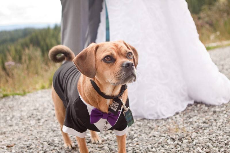 7 Dogs in Tuxedos for Weddings