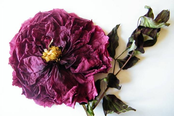 Don’t Throw That Bouquet! Ways to Preserve Your Wedding Flowers