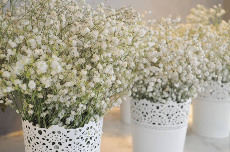 Stunning Babys Breath: Its More than Just Filler