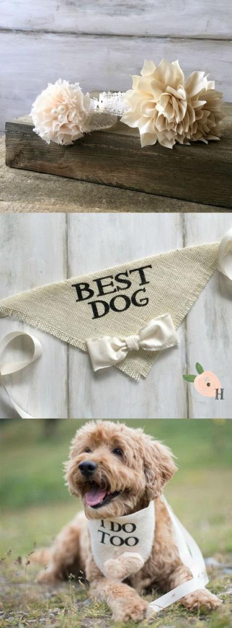 What Will Your Dog Wear On The Big Day?