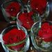 Red Roses in Glasses